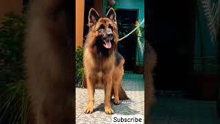 5 most dangerous dog breeds you wont believe 🐕🔥 1 s a killer [upl. by Saraiya]