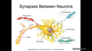 Saltatory and continuous conduction synapses EPSP IPSP temporal and spatial summation [upl. by Airotciv806]