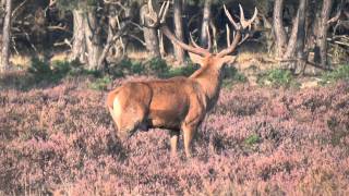 Bronst HogeVeluwe 2011 [upl. by Elbam]