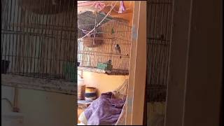 java finches kia kar rhe hashortvideo shortsfunnyshort [upl. by Nehtiek344]