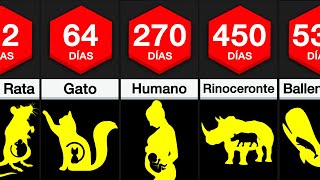 Comparación Tiempo De Gestación [upl. by Haraf175]