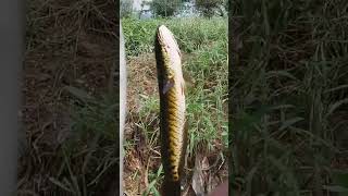 Snakehead fish Catching [upl. by Ellah295]