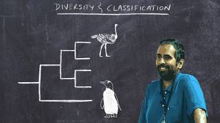 Basic Ornithology Avian Diversity and Classification [upl. by Sinned]