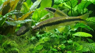 Community Fish Eat Algae in the Planted Aquarium [upl. by Drawdesemaj]