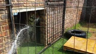 How to water Your tigers [upl. by Melleta]