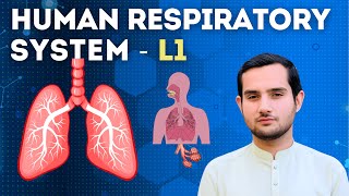 Human Respiratory System  Respiration  Lecture 1  LearnMax Academy [upl. by Ofilia199]