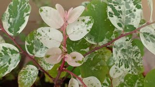 A Balcony Garden MustHave  Bryenia Disticha  Snowbush Care Tips [upl. by Anaihs]