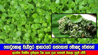 ගොටුකොළ වැඩිපුර ආහාරයට ගත්තොත් මොකද වෙන්නේ  health benefits of gotu kola [upl. by Ali936]