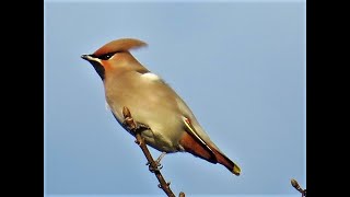 Waxwings North Yorkshire uk [upl. by Hartmunn747]