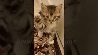 Smart Kitten gets Overexcited to give a highfive 🐱 🐱 cutekitty smartkitty cutereaction [upl. by Saraiya]