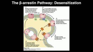 Biosignaling  Receptor Desensitization by Betaarrestin [upl. by Yelra]