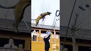 Favorite Friends  Thrilling Animal Jumps [upl. by Asira]