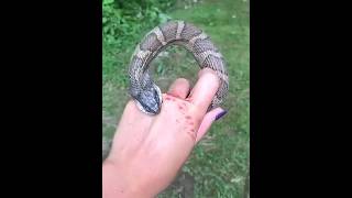 Sea Snake Adaptations BreathHold amp Venom Explained trend explore snake [upl. by Kroo]