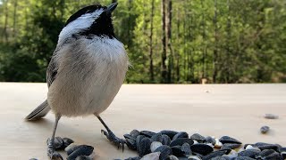 Carolina Chickadee Singing [upl. by Ahsineg378]