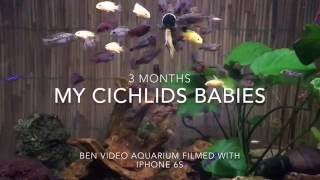 My Cichlids babies  3 Months  filmed with iPhone 6s [upl. by Bobina]