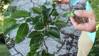 Common persimmon Diospyros virginiana  Plant Identification [upl. by Annaynek]