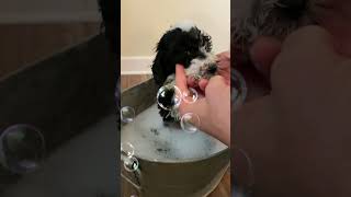 Splish Splash Its a Puppy Bath  Bernedoodle Puppy Bath Time [upl. by Nedrob259]