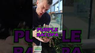 Bacopa Salzmannii Purple Aquarium Plant For Sale [upl. by Adnilem693]