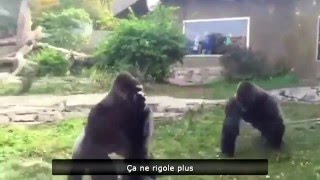 ► Violent combat de gorilles dans un zoo [upl. by Bully822]