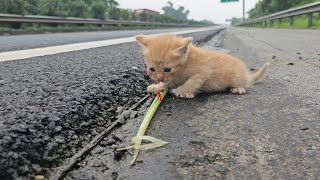 I adopted meowing homeless kittens Cute and mischievous kittens after being rescued [upl. by Auric480]