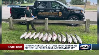 Fisherman illegally catches 14 oversized bass off New Hampshire coast investigators say [upl. by Ileyan]