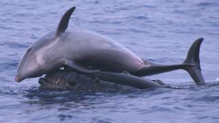 Science Bulletins Whales Give Dolphins a Lift [upl. by Elcin]