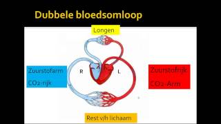 2 bloedsomloop [upl. by Lurette]