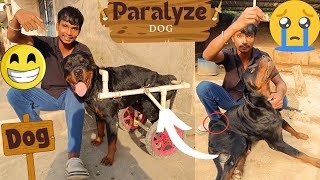 paralyze dog ke liye wheelchair 🛞  Dog video  dog helping 😘 baby dog  Funny dog [upl. by Aznofla]