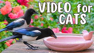 Cat TV Birds Feasting on a Terrace cat cattv naturesounds videoforcats forcat forcats [upl. by Hanoy]