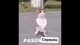 PASEN CEPESITO [upl. by Grosberg]