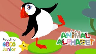 Animal Alphabet 🦚 Letter P – Peacocks and Pandas 🐼 Learning Letters [upl. by Dustman]