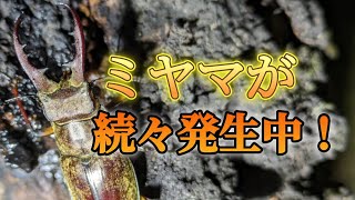 ミヤマクワガタのシーズンが始まってる！？【昆虫採集】 [upl. by Agamemnon73]