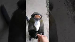 This monkey looks like a Kungfu master [upl. by Batty28]