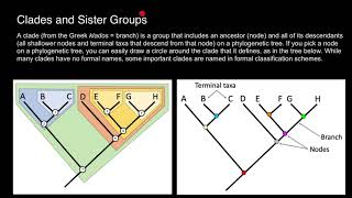 Clades and Sister taxa [upl. by Clemence]