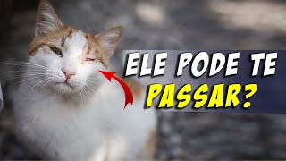 GATO com CONJUNTIVITE O que fazer Como tratar [upl. by Nerol74]