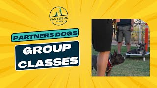 Partners Dog School  Group Classes [upl. by Oile]