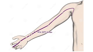 PERICARDIUM 4 XIMEN XI CLEFT GATE [upl. by Elyl]