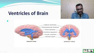 मस्तिष्कमेरु द्रव और सीएसएफ के कार्य Ventricles of Brain  cerebrospinal fluid and functions of CSF [upl. by Aubarta]