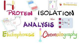 Protein Isolation Electrophoresis Isoelectric Focusing Chromatography amp Protein Analysis 🧐 🧪 [upl. by Ardnuasac982]