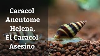 🔵 Caracol Anentome HelenaEl Caracol Asesino Acuarios MB [upl. by Ennaj]