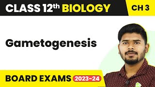 Gametogenesis  Human Reproduction  Class 12 Biology 202223 [upl. by Demmer]