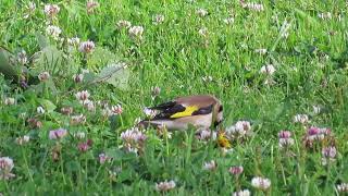 steglitsar  european goldfinch  Carduelis carduelis [upl. by Ardnosac]