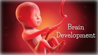 Pregnancy music for the unborn baby ♡ Brain development ♡ Classical music for the baby in the womb [upl. by Aleahs171]