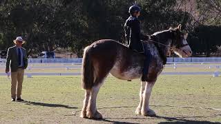 Clydesdale Molly and rider competing in the bareback course Heavy Horse Festival of South Australia [upl. by Eerihs117]