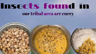 Insects found in our tribal area are curryA favorite curry of tribals [upl. by Luhe756]