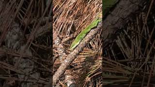 Anole Lizard Changing Colors  Green to Brown [upl. by Sauer]