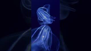 Bioluminescent Jellyfish [upl. by Marmion98]