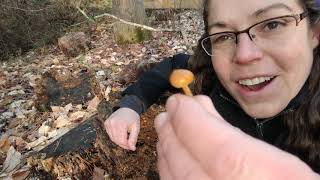 How to ID deadly Galerina mushrooms [upl. by Asilrahc345]