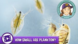 Ask Tierney  How small are plankton [upl. by Ozner]