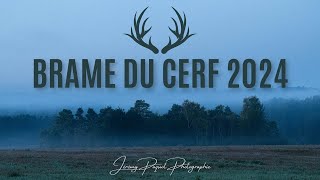 Brame du Cerf 2024 [upl. by Ynnod]